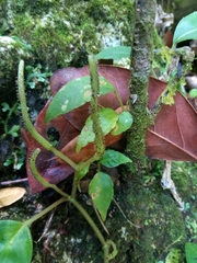 Piperales