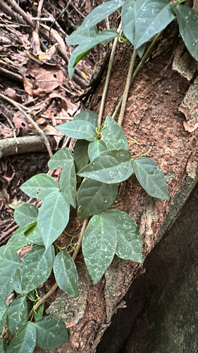 Catclaw vine