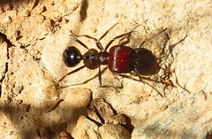 Messor decipiens