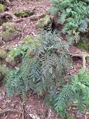 Asplenium haurakiense