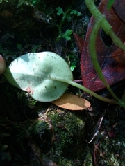 Piperales