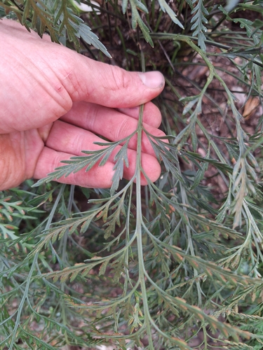 Asplenium haurakiense, photograph 2