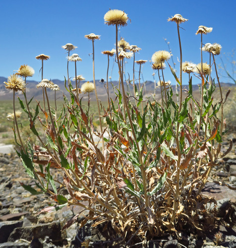 Xylorhiza tortifolia, 2026-06-09