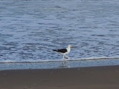 Larus dominicanus
