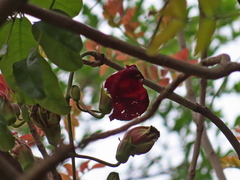 Kigelia africana africana