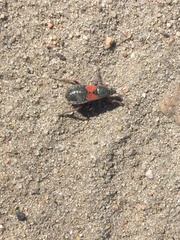 Prostemma aeneicolle