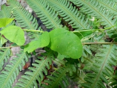 Passiflora murucuja
