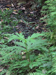 Ligularia japonica