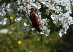 Anastrangalia dubia