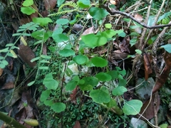 Passiflora murucuja