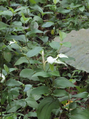 Saururus chinensis