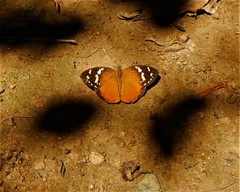 Aterica rabena