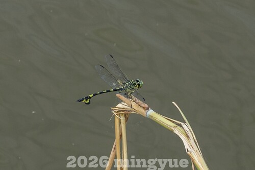 Golden Flangetail
