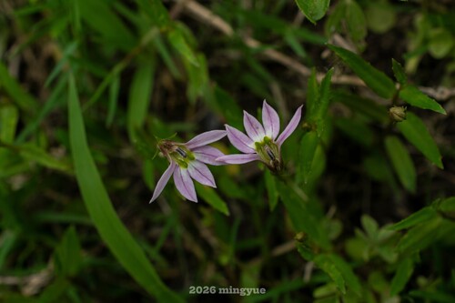 Chinese Lobelia