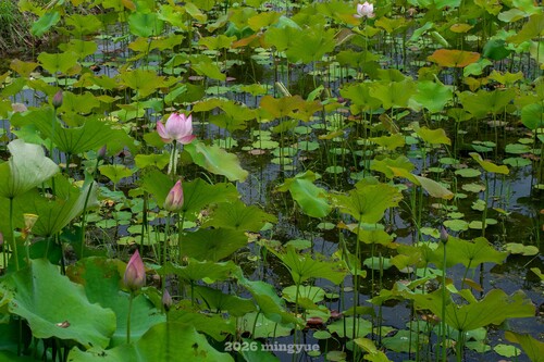 Sacred Lotus