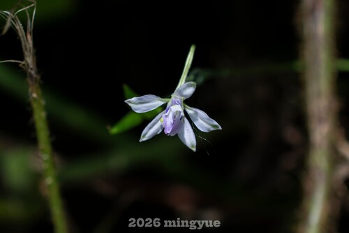 Delphinium anthriscifolium
