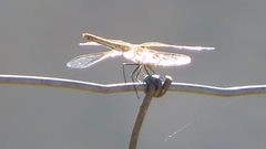 Crocothemis erythraea
