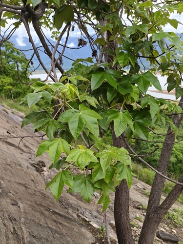 Cochlospermum religiosum, 2026-06-13