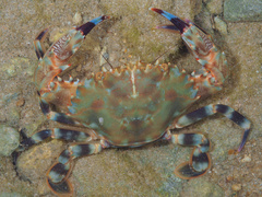 Charybdis annulata