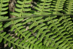 Athyrium brevifrons