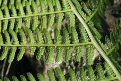 Athyrium brevifrons