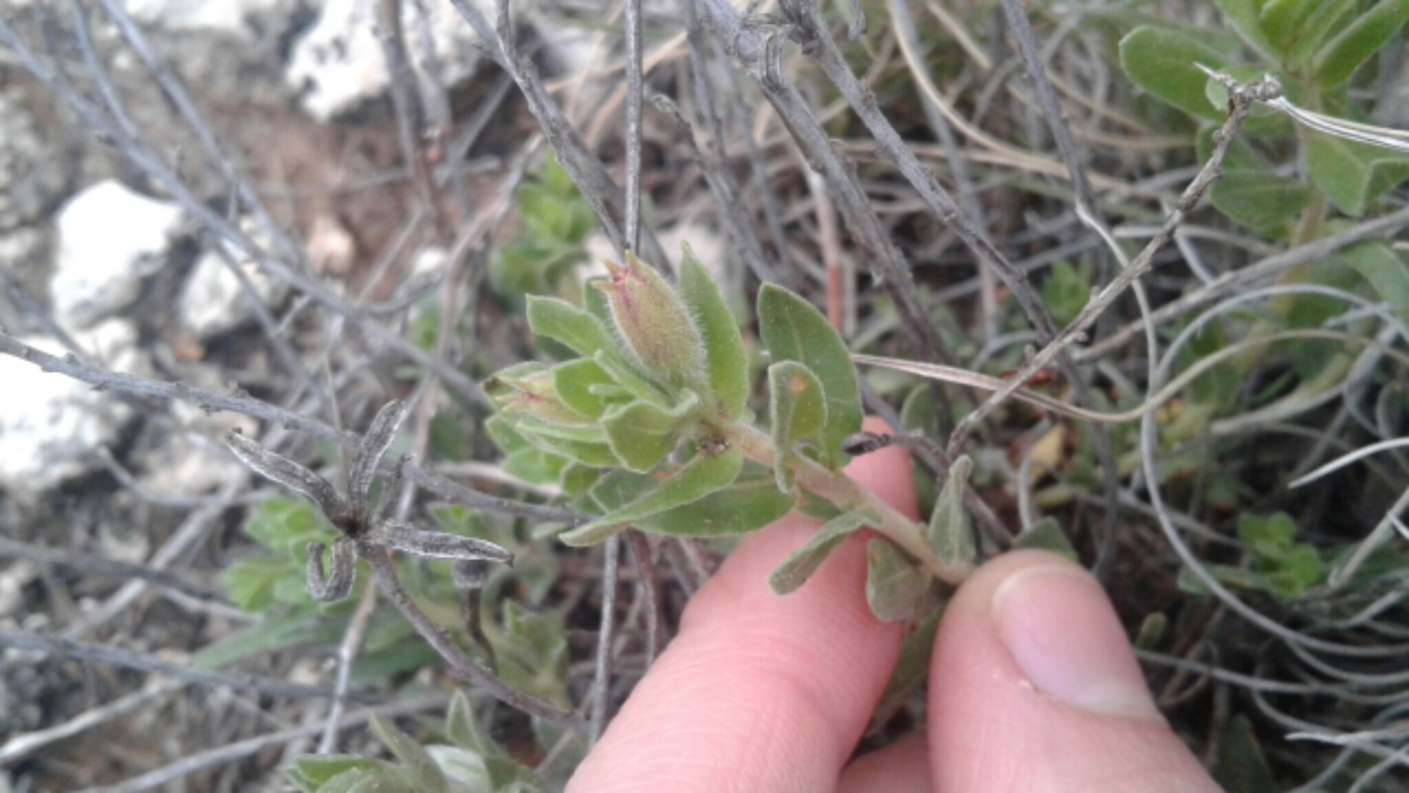 Oenothera hartwegii ssp. pubescens