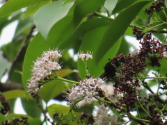 Ehretia longiflora