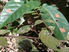 Exostema