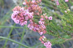 Erica pulchella