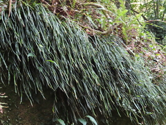 Haplopteris anguste-elongata