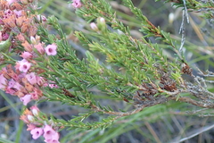 Erica pulchella