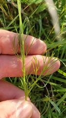 Bifora americana
