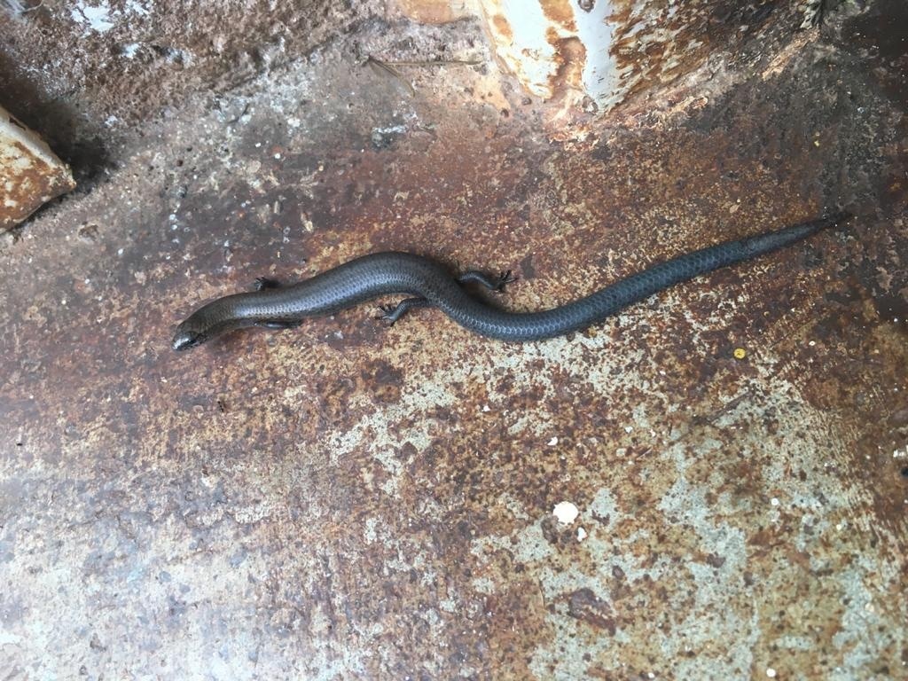 Kilimanjaro Five-Toed Skink