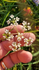 Bifora americana