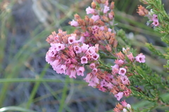Erica pulchella