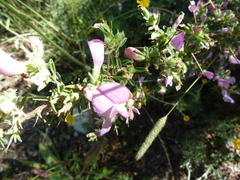 Ononis spinosa spinosa