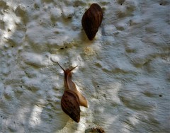 Lissachatina fulica