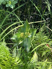 Asclepias rubra, photograph author not stated, no rights reserved