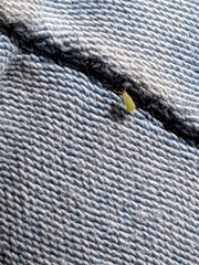 Hemiptera