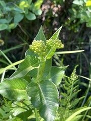 Asclepias rubra, photograph author not stated, no rights reserved