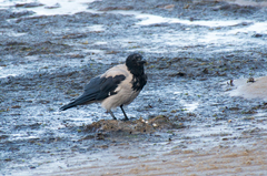 Corvus cornix