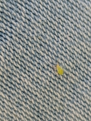 Hemiptera