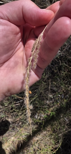 Digitaria brownii observed 2026-06-18