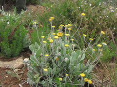 Helichrysum drakensbergense