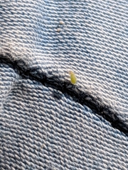 Hemiptera