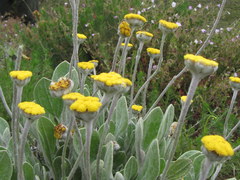 Helichrysum drakensbergense