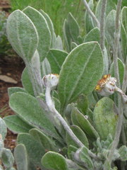 Helichrysum drakensbergense