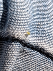 Hemiptera