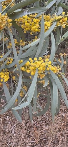 gidgee
