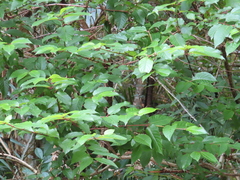 Cephalanthus tetrandra